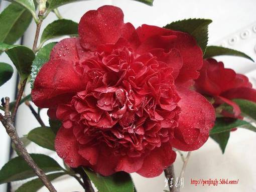 20080411_9b943c1a862daf0e51f6Tc7SWPE7Fi0J[1].jpg