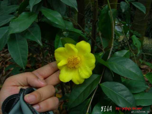 pur_1006261205100156250_1_61170919c8ce6a7fbe6b488281819a41[1].jpg