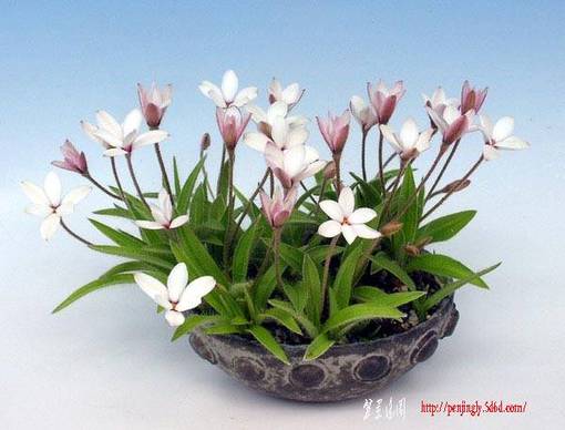 Rhodohypoxis08.jpg