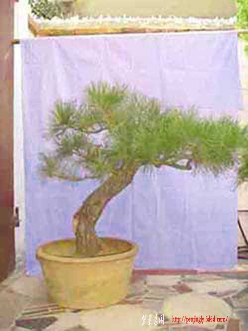 SDC11678.jpg