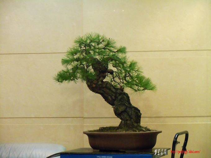 DSCN1131.JPG