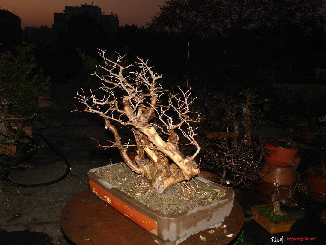 DSC06256.JPG