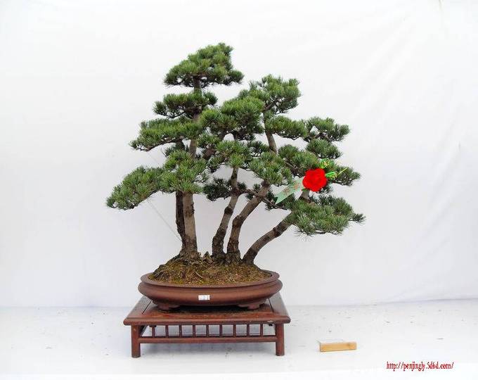 SDC13694.jpg