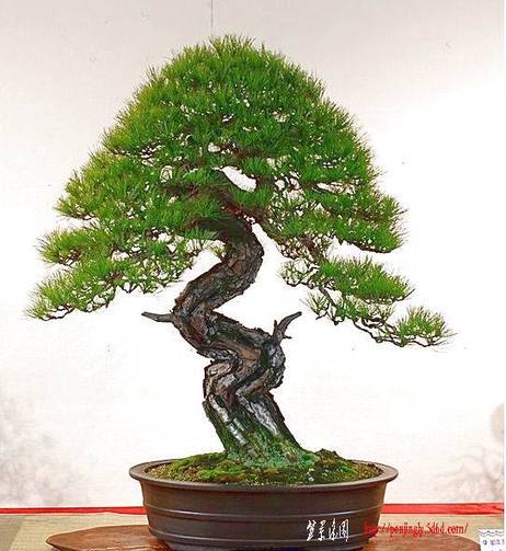 f476.jpg