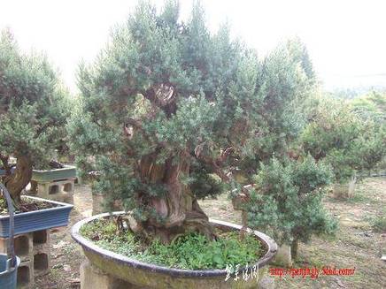 DSCF5401.JPG