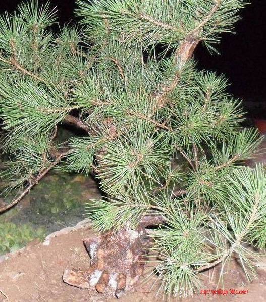 SDC14995.JPG