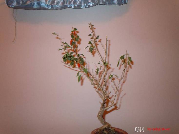 Ƭ 002.jpg