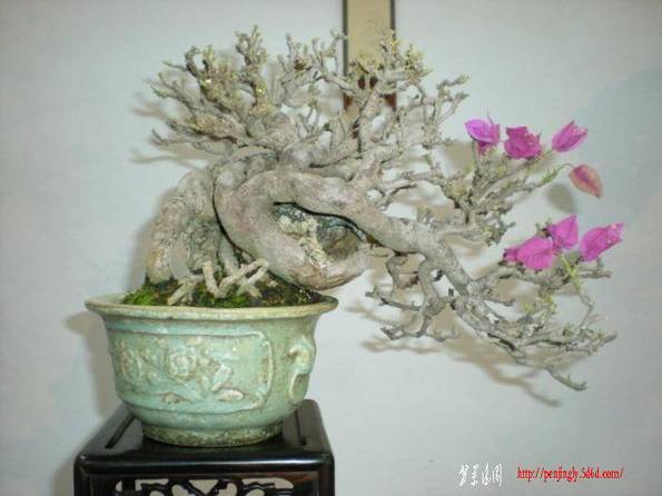DSCN0530.jpg