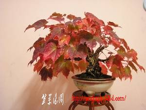 cpbj_848.jpg