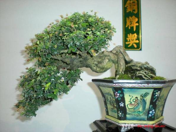 DSCN0529.jpg