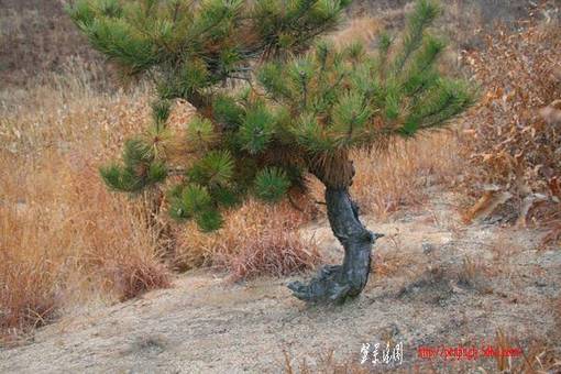 Ƭ 062.jpg