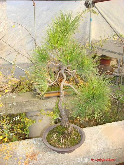 ת DSC06519g.jpg