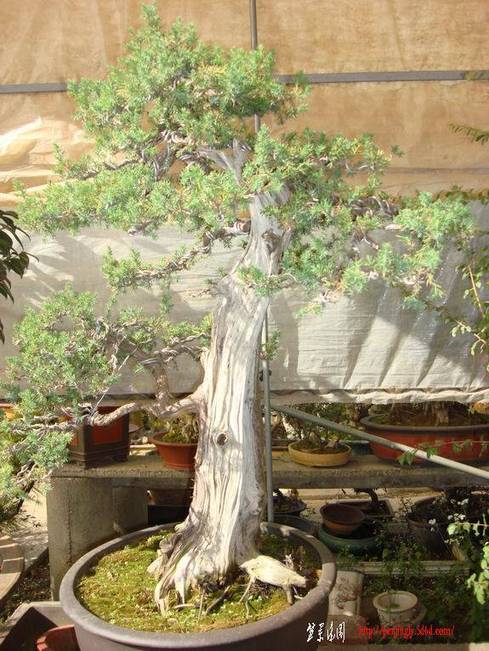 ת DSC06527gjpg.jpg
