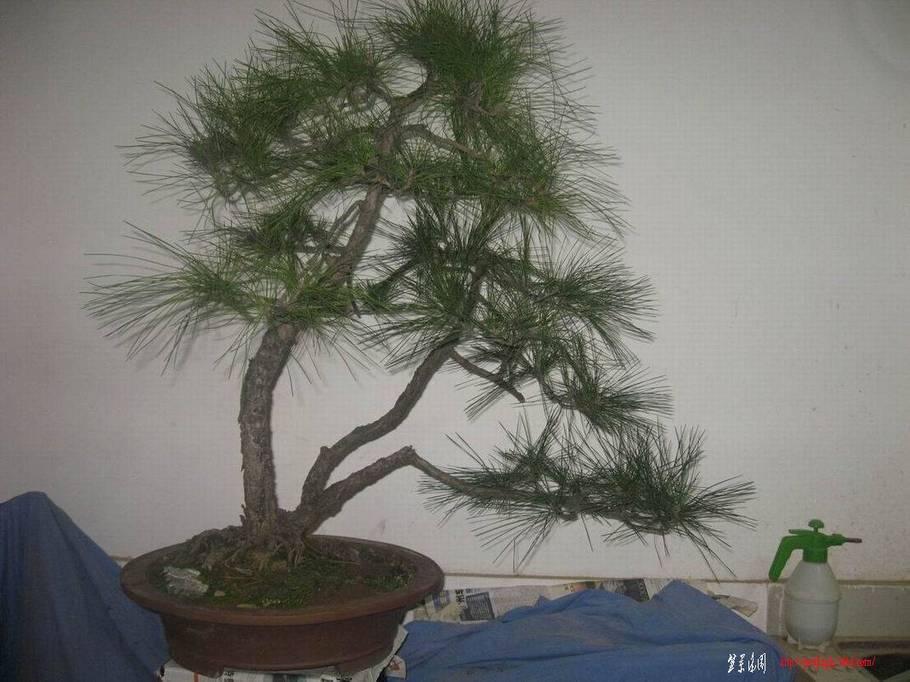 ͵Ȼ 125.jpg