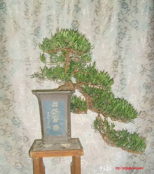 SNV34990.jpg