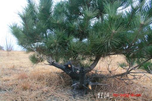 Ƭ 049.jpg
