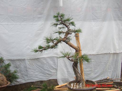DSCF5475.JPG