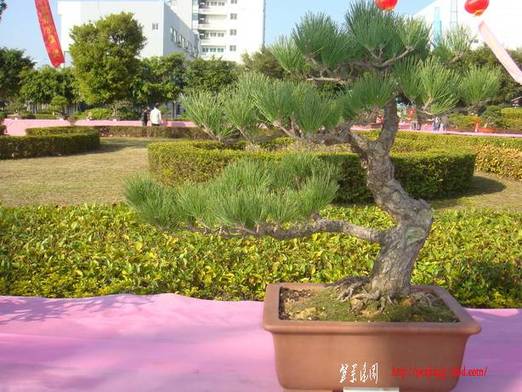 DSC06249_С.JPG