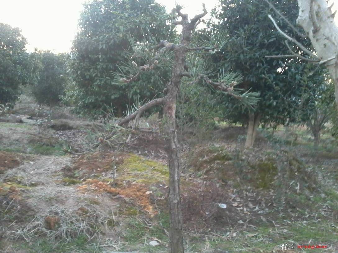 Ƭ0576.jpg