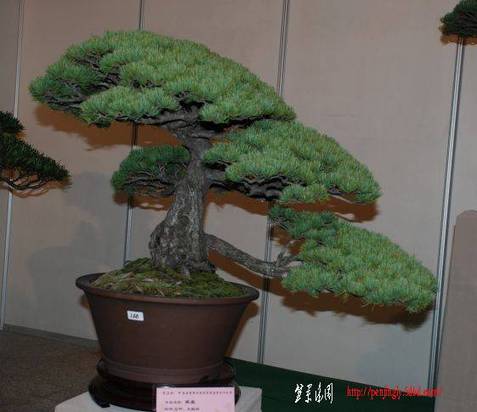 3753345_488999019[1].jpg