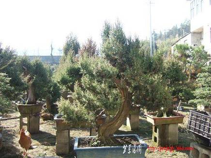 DSCF5451.JPG