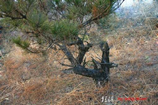 Ƭ 059.jpg