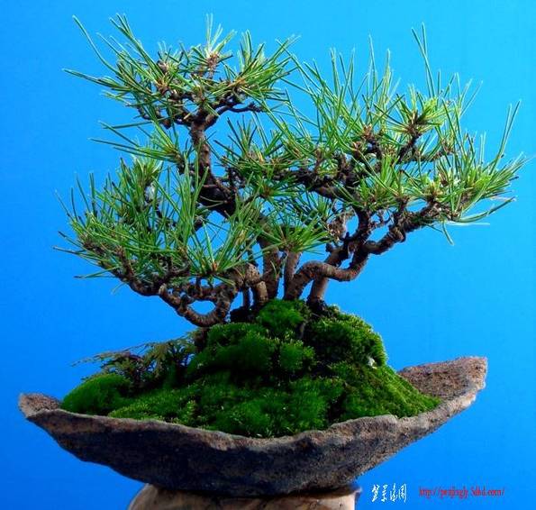 kuromatu-071103.jpg