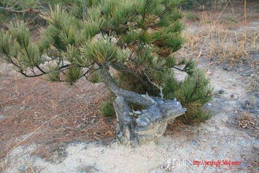 Ƭ 093.jpg