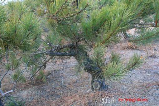 Ƭ 076.jpg