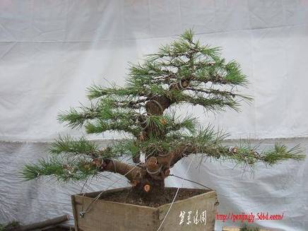 DSCF5501.JPG