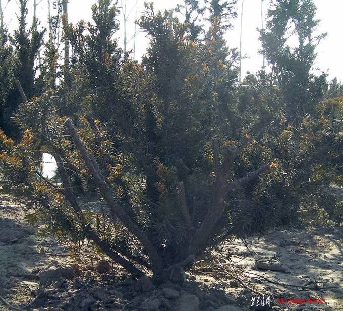 SANY0015.jpg