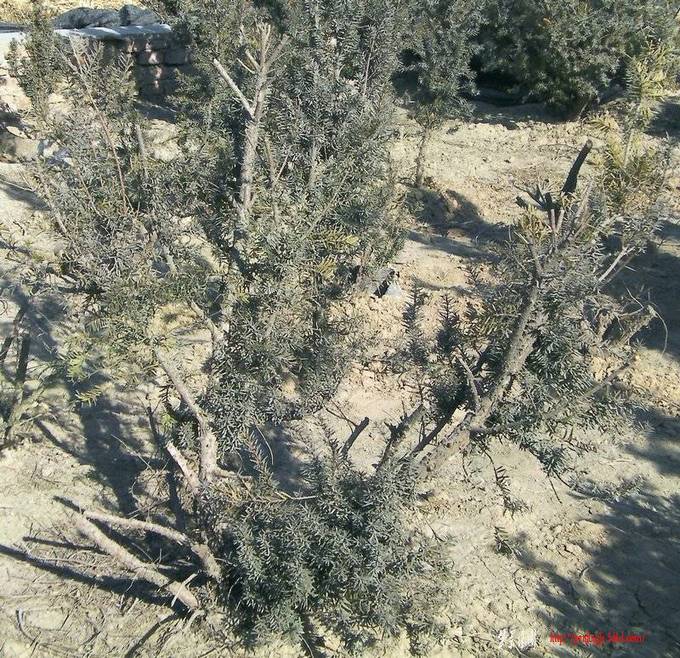 SANY0009.jpg