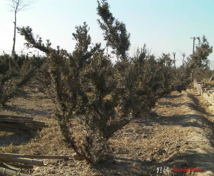 SANY0019.jpg