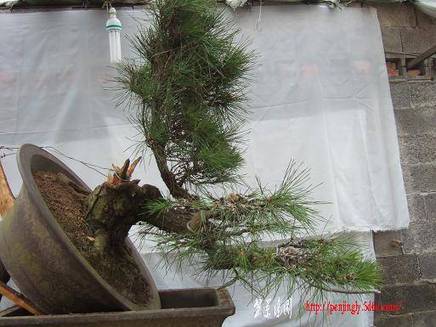 DSCF5519.JPG