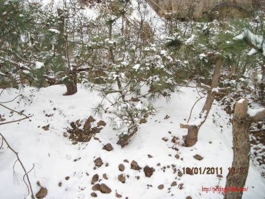 2011.01.18ѩ 008.jpg