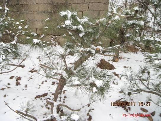 2011.01.18ѩ 005.jpg