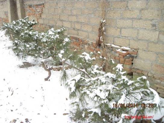 2011.01.18ѩ 011.jpg