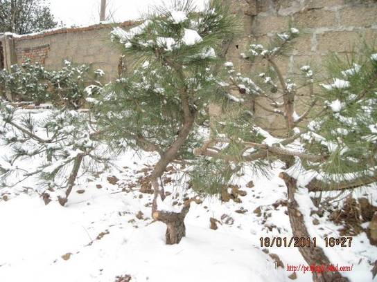 2011.01.18ѩ 010.jpg