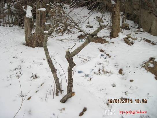 2011.01.18ѩ 012.jpg