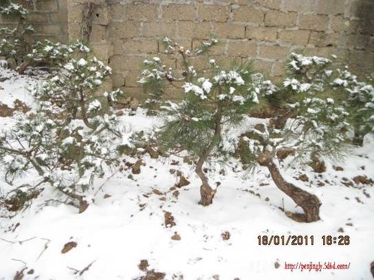 2011.01.18ѩ 002.jpg