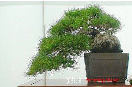 46c1cbff78d9576ed7887d73[1].jpg