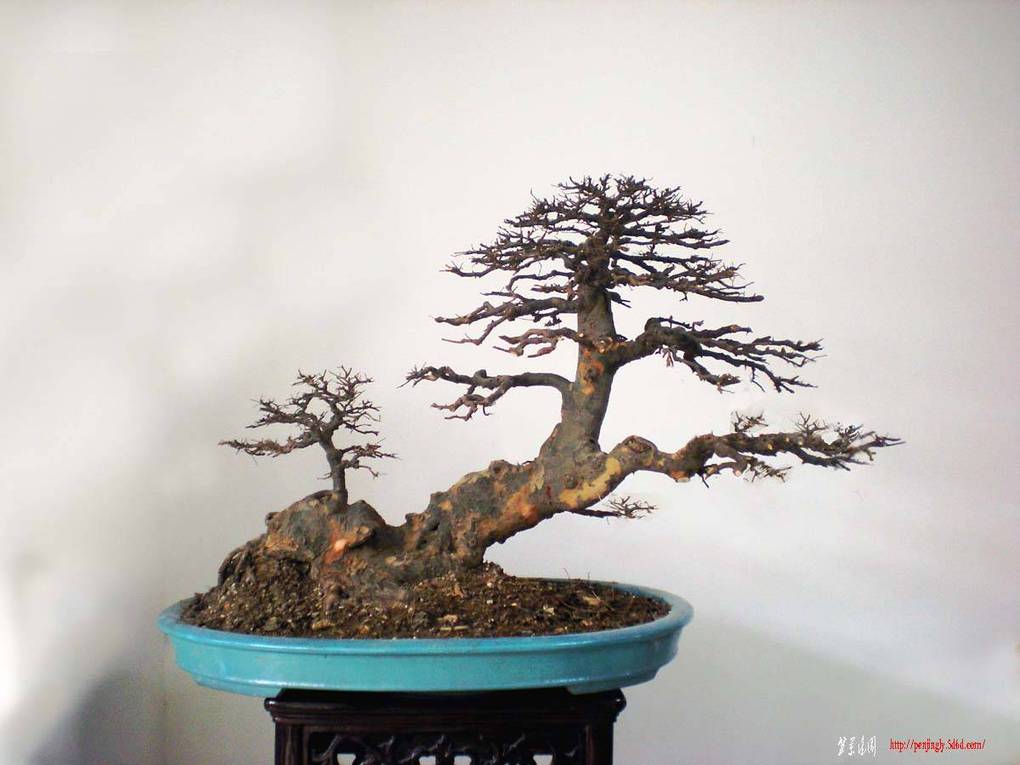 DSCN3068 .jpg