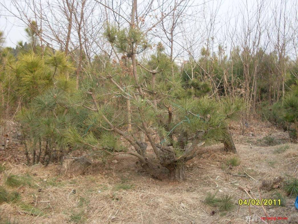 SDC12790.JPG