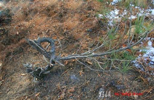 Ƭ 096.jpg