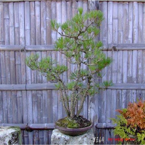 bonsai-art_salon-aka5.jpg