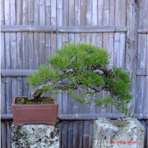 bonsai-art_salon-aka6.jpg