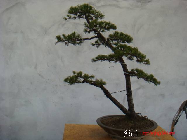 DSC07811.JPG