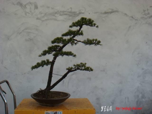 DSC07810.JPG