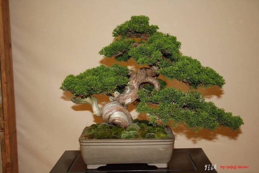 ArcoBonsai%202009%20%2823%29.jpg