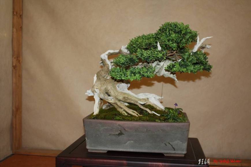 ArcoBonsai%202009%20%2815%29.jpg